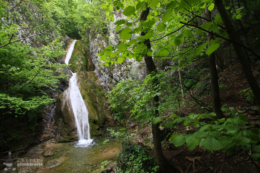 Imagini pentru susara