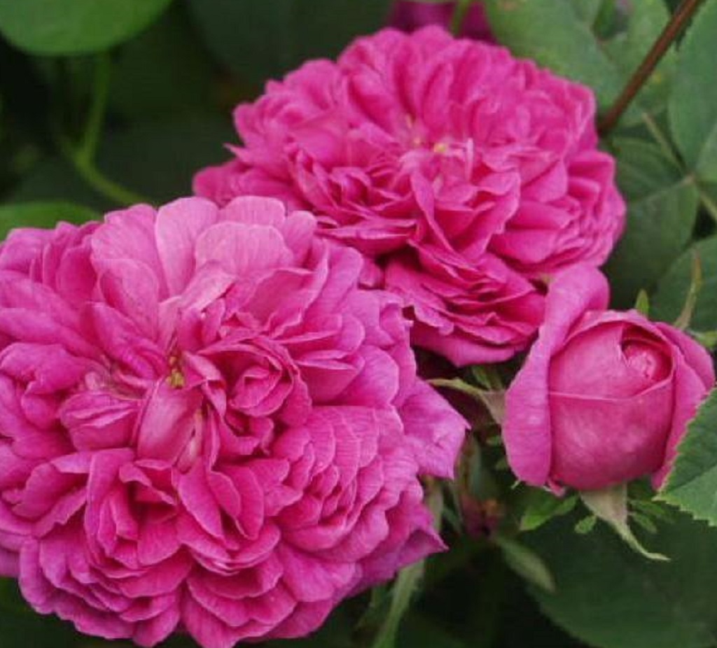 Famous Roses